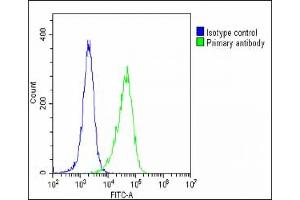 Overlay histogram showing Hela cells stained with A(green line). (Clusterin 抗体  (N-Term))