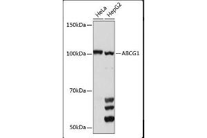 Western Blotting (WB) image for anti-ATP-Binding Cassette, Sub-Family G (WHITE), Member 1 (ABCG1) (AA 1-220) antibody (ABIN1678514)