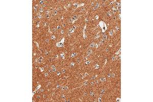 Immunohistochemical analysis of paraffin-embedded Human brain tissue using (ABIN6242238 and ABIN6577695) performed on the Leica® BOND RXm. (CD56 抗体  (C-Term))