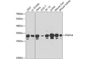 Western blot analysis of extracts of various cell lines, using PSM antibody (ABIN6129445, ABIN6146301, ABIN6146302 and ABIN6217569) at 1:1000 dilution. (PSMA4 抗体  (AA 1-261))