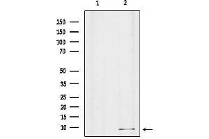 anti-Guanine Nucleotide Binding Protein (G Protein), gamma 8 (GNG8) (Internal Region) antibody