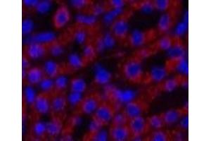 Immunofluorescence analysis of Mouse kidney tissue using COX4I1 Monoclonal Antibody at dilution of 1:200. (COX IV 抗体)