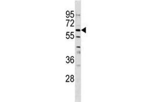 GPNMB antibody western blot analysis in CEM lysate. (Osteoactivin 抗体  (AA 541-569))