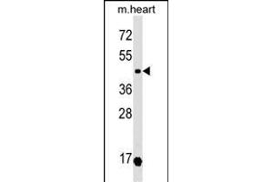 OXTR Antibody (N-term) (ABIN1539559 and ABIN2849236) western blot analysis in mouse heart tissue lysates (35 μg/lane). (Oxytocin Receptor 抗体  (N-Term))