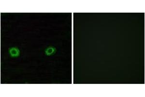 Immunofluorescence (IF) image for anti-Olfactory Receptor, Family 2, Subfamily D, Member 3 (OR2D3) (AA 231-280) antibody (ABIN1535878)