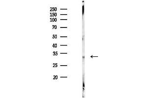 anti-Apolipoprotein F (APOF) (C-Term) antibody