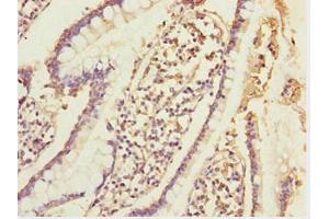 Immunohistochemistry of paraffin-embedded human small intestine tissue using ABIN7152002 at dilution of 1:100 (ERO1L 抗体  (AA 24-260))