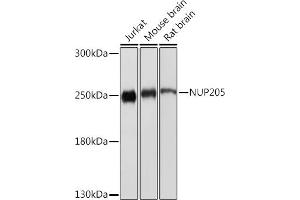 Western blot analysis of extracts of various cell lines, using NUP205 Rabbit pAb (ABIN7269040) at 1:1000 dilution. (NUP205 抗体)