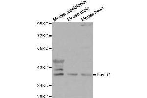 Western Blotting (WB) image for anti-Fas Ligand (TNF Superfamily, Member 6) (FASL) (AA 100-200) antibody (ABIN3020742) (FASL 抗体  (AA 100-200))