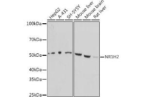 Western blot analysis of extracts of various cell lines, using NR1H2 antibody (ABIN7269011) at 1:1000 dilution. (NR1H2 抗体  (AA 150-250))