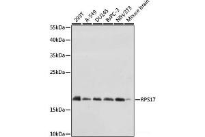 Western blot analysis of extracts of various cell lines using RPS17 Polyclonal Antibody at dilution of 1:1000. (RPS17 抗体)