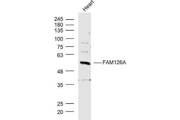 FAM126A 抗体  (AA 1-100)