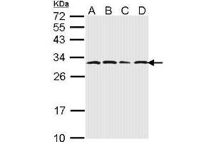 WB Image Sample (30 ug of whole cell lysate) A: 293T B: A431 , C: H1299 D: Hela 12% SDS PAGE antibody diluted at 1:1000 (PSMA6 抗体  (Center))