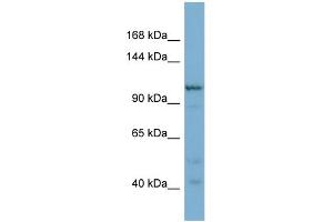 WB Suggested Anti-COPG2 Antibody Titration: 0. (COPG2 抗体  (N-Term))