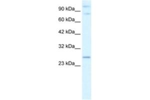 Western Blotting (WB) image for anti-Polycomb Group Ring Finger 3 (PCGF3) antibody (ABIN2460943) (PCGF3 抗体)