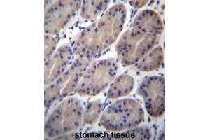 CTTNBP2NL Antibody (N-term) immunohistochemistry analysis in formalin fixed and paraffin embedded human stomach tissue followed by peroxidase conjugation of the secondary antibody and DAB staining. (CTTNBP2NL 抗体  (N-Term))
