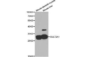 Western blot analysis of extracts of various cell lines, using SULT2A1 antibody (ABIN5973199) at 1/1000 dilution. (SULT2A1 抗体)