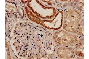Immunohistochemistry analysis of human kidney tissue using ABIN7152509 at dilution of 1:100 (FBXW7 抗体  (AA 1-707))