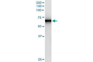 Immunoprecipitation of TRAF6 transfected lysate using anti-TRAF6 MaxPab rabbit polyclonal antibody and Protein A Magnetic Bead , and immunoblotted with TRAF6 MaxPab mouse polyclonal antibody (B01) . (TRAF6 抗体  (AA 1-522))