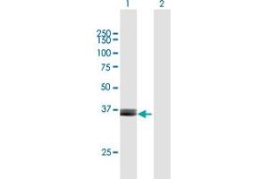 Western Blot analysis of ARG2 expression in transfected 293T cell line by ARG2 MaxPab polyclonal antibody. (ARG2 抗体  (AA 1-354))