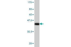 Western Blot detection against Immunogen (37. (IRF1 抗体  (AA 216-325))