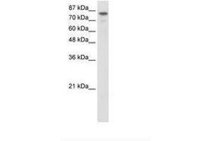 Image no. 1 for anti-Helicase-Like Transcription Factor (HLTF) (N-Term) antibody (ABIN307426) (HLTF 抗体  (N-Term))