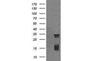 Image no. 1 for anti-Tripartite Motif Containing 38 (TRIM38) (AA 1-265) antibody (ABIN1490687) (TRIM38 抗体  (AA 1-265))