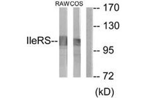 Western blot analysis of extracts from RAW264. (IARS2 抗体  (AA 71-120))