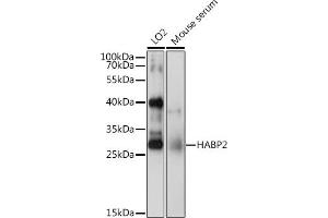 Western blot analysis of extracts of various cell lines, using H antibody (ABIN6129030, ABIN6141583, ABIN6141584 and ABIN6222656) at 1:1000 dilution. (HABP2 抗体  (AA 24-313))
