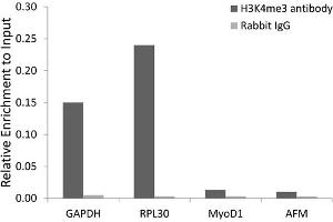 Chromatin immunoprecipitation analysis extracts of 293 cell line, using Trimethyl-Histone H3-K4 antibody (ABIN5969804) and rabbit IgG. (Histone 3 抗体  (H3K4me3))