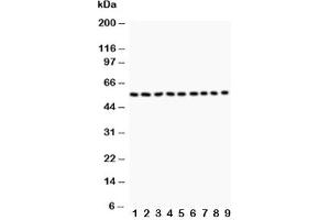 Western blot testing of Desmin antibody and Lane 1:  (rat) skeletal muscle;  2: (r) heart;  3: (mouse) skeletal muscle;  4: (m) heart;  5: (h) HeLa;  6: (h) HT1080;  7: (h) COLO320;  8: (h) HEPA;  9: (m) NIH3T3 (Desmin 抗体  (AA 1-304))