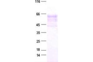 Validation with Western Blot (SERPINB4 Protein (His tag))