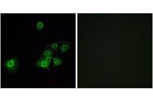 Immunofluorescence (IF) image for anti-Olfactory Receptor, Family 4, Subfamily C, Member 15 (OR4C15) (AA 261-310) antibody (ABIN2891004) (OR4C15 抗体  (AA 261-310))