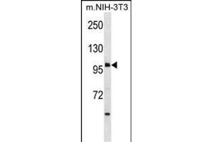 USH1C Antibody (N-term) (ABIN1881984 and ABIN2838647) western blot analysis in mouse NIH-3T3 cell line lysates (35 μg/lane). (USH1C 抗体  (N-Term))