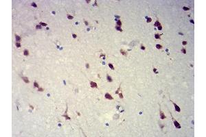 Immunohistochemical analysis of paraffin-embedded brain tissues using RBFOX2 mouse mAb with DAB staining. (RBM9 抗体  (AA 1-145))
