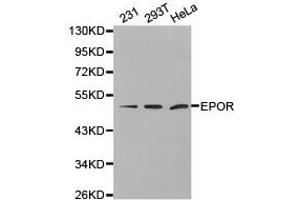 Western Blotting (WB) image for anti-Erythropoietin Receptor (EPOR) antibody (ABIN1872561) (EPOR 抗体)