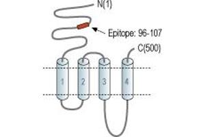 anti-Cholinergic Receptor, Nicotinic, beta 2 (Neuronal) (CHRNB2) (AA 96-107), (Extracellular), (N-Term) antibody