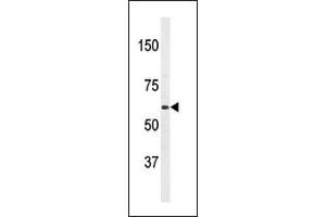 Western blot analysis of anti-T1(PBP2) Antibody (Center) 7274c in HL60 cell line lysates (35 μg/lane). (APPBP2 抗体  (AA 242-271))