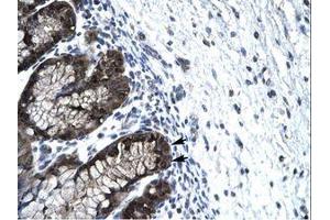 Image no. 1 for anti-Forkhead Box J2 (FOXJ2) (AA 194-243) antibody (ABIN202779) (Forkhead Box J2 抗体  (AA 194-243))
