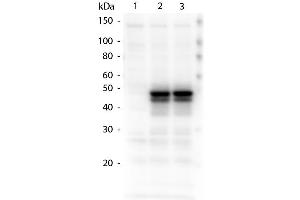 Western Blotting (WB) image for anti-HAUS Augmin-Like Complex, Subunit 8 (HAUS8) (Ser70) antibody (ABIN1043902) (NYS48/HAUS8 抗体  (Ser70))