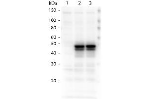 Western Blotting (WB) image for anti-HAUS Augmin-Like Complex, Subunit 8 (HAUS8) (Internal Region) antibody (ABIN1043903) (NYS48/HAUS8 抗体  (Internal Region))