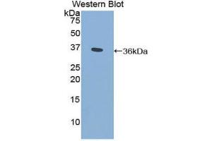 Western Blotting (WB) image for anti-Cytochrome P450, Family 21, Subfamily A, Polypeptide 2 (CYP21A2) (AA 106-389) antibody (ABIN1858588)