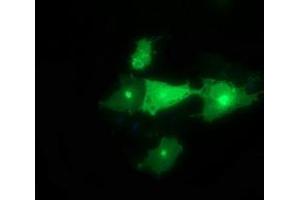 Image no. 1 for anti-Synaptotagmin IV (SYT4) antibody (ABIN1501275) (SYT4 抗体)