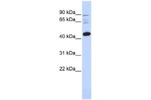 WB Suggested Anti-DPF3 Antibody Titration:  0. (DPF3 抗体  (N-Term))