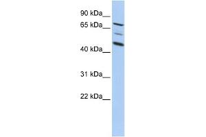 WB Suggested Anti-AKAP8 Antibody Titration:  0.