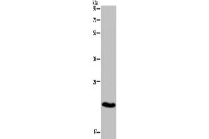 Western Blotting (WB) image for anti-CKLF-Like MARVEL Transmembrane Domain Containing 5 (CMTM5) antibody (ABIN2431399) (CMTM5 抗体)