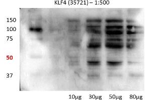 Human lung cell line (KLF4 抗体  (N-Term))