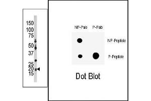 Image no. 1 for anti-Cyclin-Dependent Kinase Inhibitor 1A (p21, Cip1) (CDKN1A) (pThr145) antibody (ABIN358181)