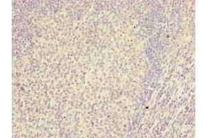 Immunohistochemistry of paraffin-embedded human tonsil tissue using ABIN7167042 at dilution of 1:100 (RTDR1 抗体  (AA 1-230))