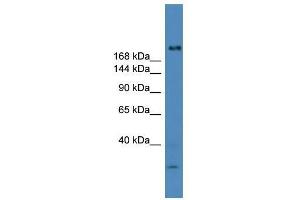 USP9Y antibody used at 0. (USP9Y 抗体  (C-Term))
